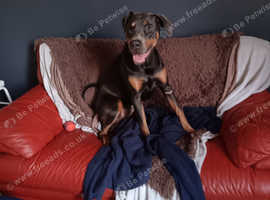 Doberman/bully looking for new home
