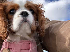 KC Reg GIRL King Charles Cavalier Puppy