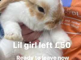 Mixed bread rabbits 8 weeks okay