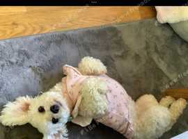 Bichon frise puppy for sale