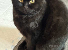 Lovely male cat needing a new home