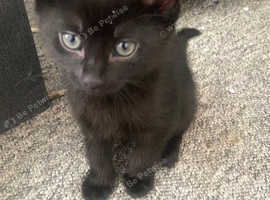 Pure black kitten girl