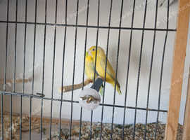 2 male parrotlets