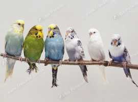 Mix variety of Stunning Budgies
