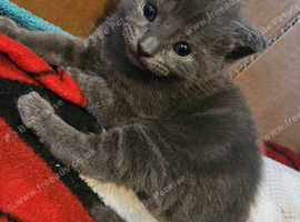 Beautiful Russian blue mix kittens