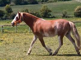 Beautiful Roan Registered 2 year old Welsh section C filly