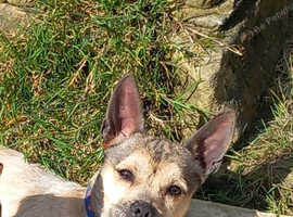 Jackrussell cross pug frenchie