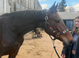 Extremely Talented Mare