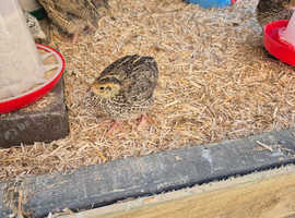 Beautiful Japanese Coturnix Quail hens for Sale