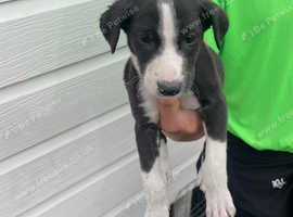 Saluki collie greyhound puppies