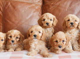 Stunning Health Tested F1b Cavapoo Puppies