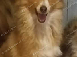 Shetland Sheepdog Girl