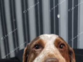 Bracco italianos