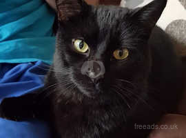 Lovely Black Male Short Haired Neutered Microchipped Cat for Sale (6 1/2 years old) + Extras