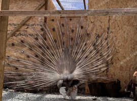 Rare Grey Male Peafowl for Sale - White Eyed Opal (3 Years Old)