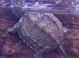 Baby Reeves Turtles Available
