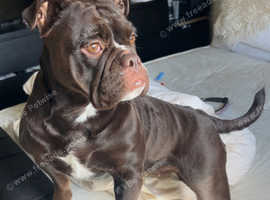 Female old tyme English bulldog
