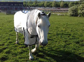 14/2 gelding