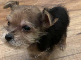Beautiful yorkie boy