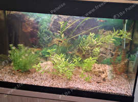 Complete Fish Tank + Fish for sale