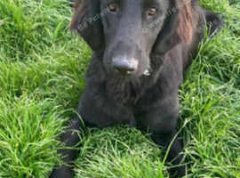 Flat coated retriever rescue near cheap me