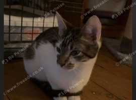 Kitten for sale