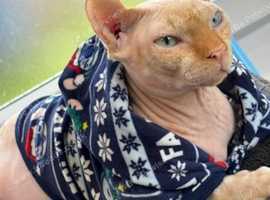 3 year old neutered male looking for new family home
