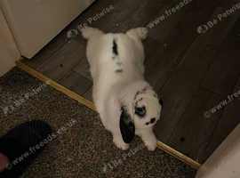 Male dwarf lop