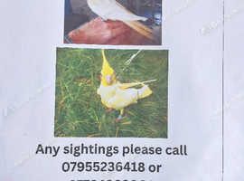 MISSING COCKATIEL