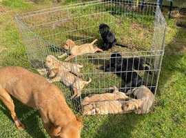KC registered Labrador puppies