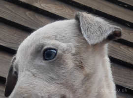 Laguna whippet hot sale pups for sale