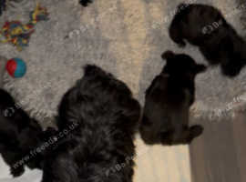 Scottish terrier puppies