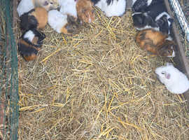 Guinea pigs