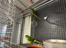 Pairs of kakariki parrots for new homes   £100 a pair