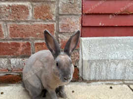 Rex Rabbit male