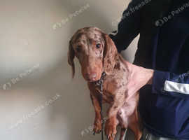 Dachshund sausage dog