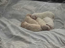 Poochons for sale