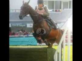 9 yr old 16.3 ex racehorse
