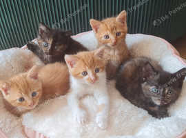 6-Week-Old Kittens - Adorable Mink Ragdoll-Mix Kittens Ready for Loving Homes