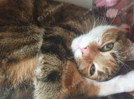 Three Tabby kittens