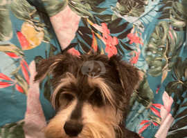 Schnauzer Miniature Girl In Manchester M On Freeads Classifieds