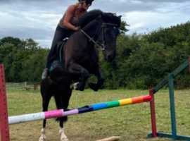 Part loan of 16hh Welsh D in Pensford