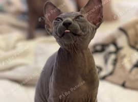 Cheap sphynx kittens for sale best sale near me