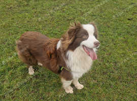 Beautiful Australian shepherd puppy