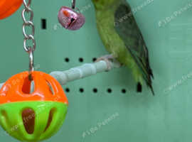 Baby parrotlets Glasgow