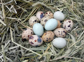 Quail Hatching Eggs for Sale - Celadon & Coturnix