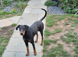 1 year dobermann bitch