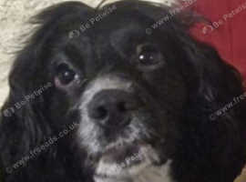 Small Male cocker spaniel stud, black and white , fully health tested  ,