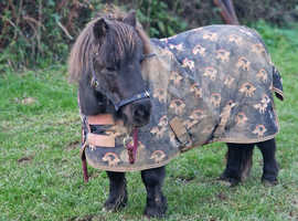 Miniature shetland pony free to a good home