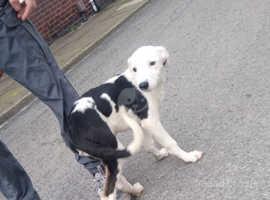 Long haired lurcher for hot sale sale